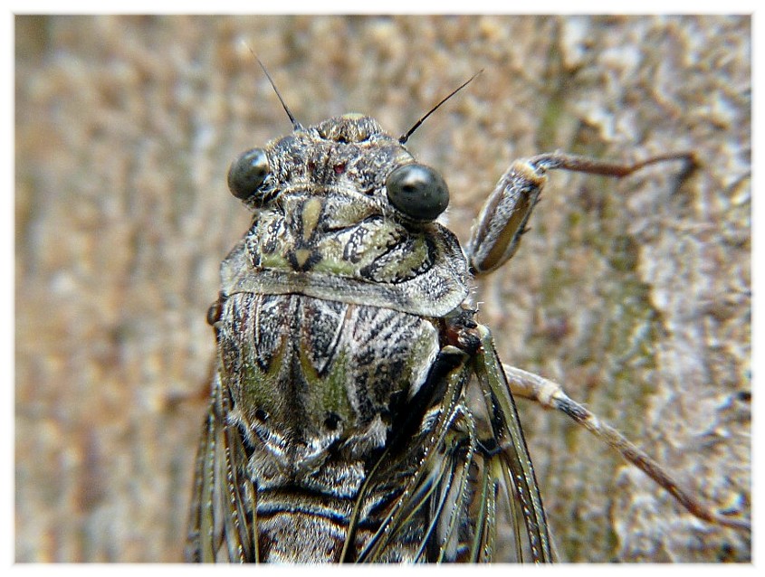 Cicala dal Gargano da determinare:Cicada orni